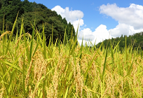 地球温暖化が日本の農業に与える影響の写真