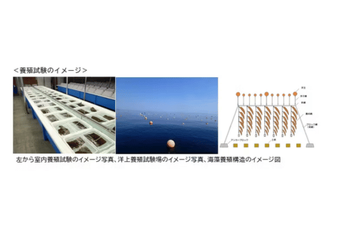 北海道立総合研究機構とENEOS、大規模ブルーカーボン創出に向けた調査および養殖試験を開始の概要写真