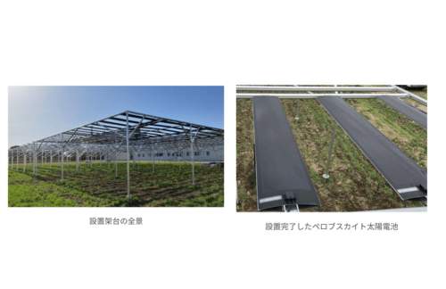 積水化学:国内初、ペロブスカイト太陽電池を用いた「水田営農型発電」を実証の概要写真